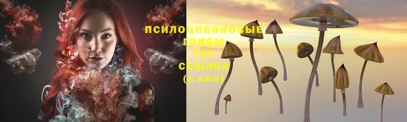 Галлюциногенные грибы Psilocybine cubensis  Нытва 